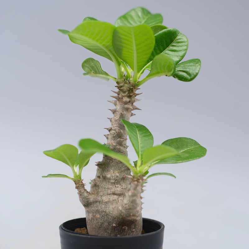 パキポディウム ウィンゾリー 実生株 055 Pachypodium windsorii |