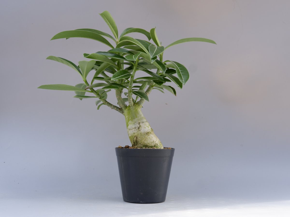 アデニウムソマレンセ超大株