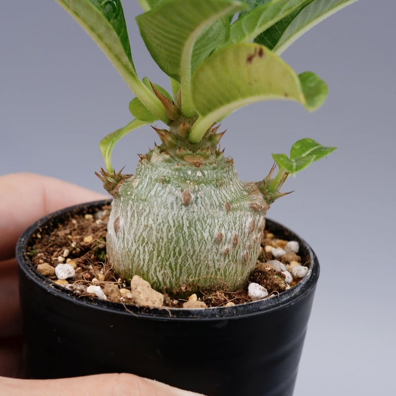 パキポディウム ウィンゾリー 実生株 018 Pachypodium windsorii |