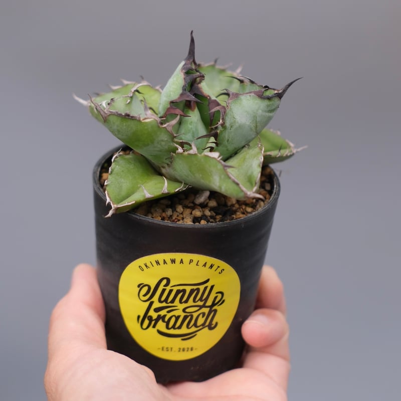 アガベ チタノタ ブラックアンドブルー Agave titanota BB 103 | Sun