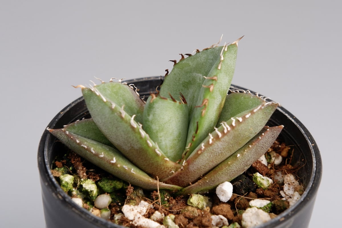 アガベ オテロイ 実生株 Agave oteroi seeding 029 | Sunny