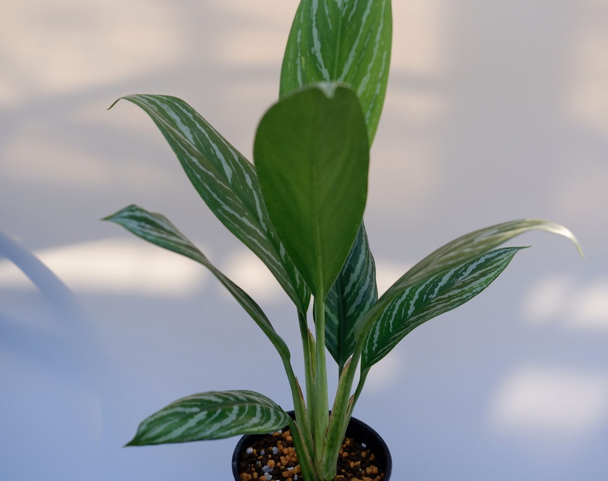 アグラオネマ リリアン Aglaonema 001 | Sunny Branch