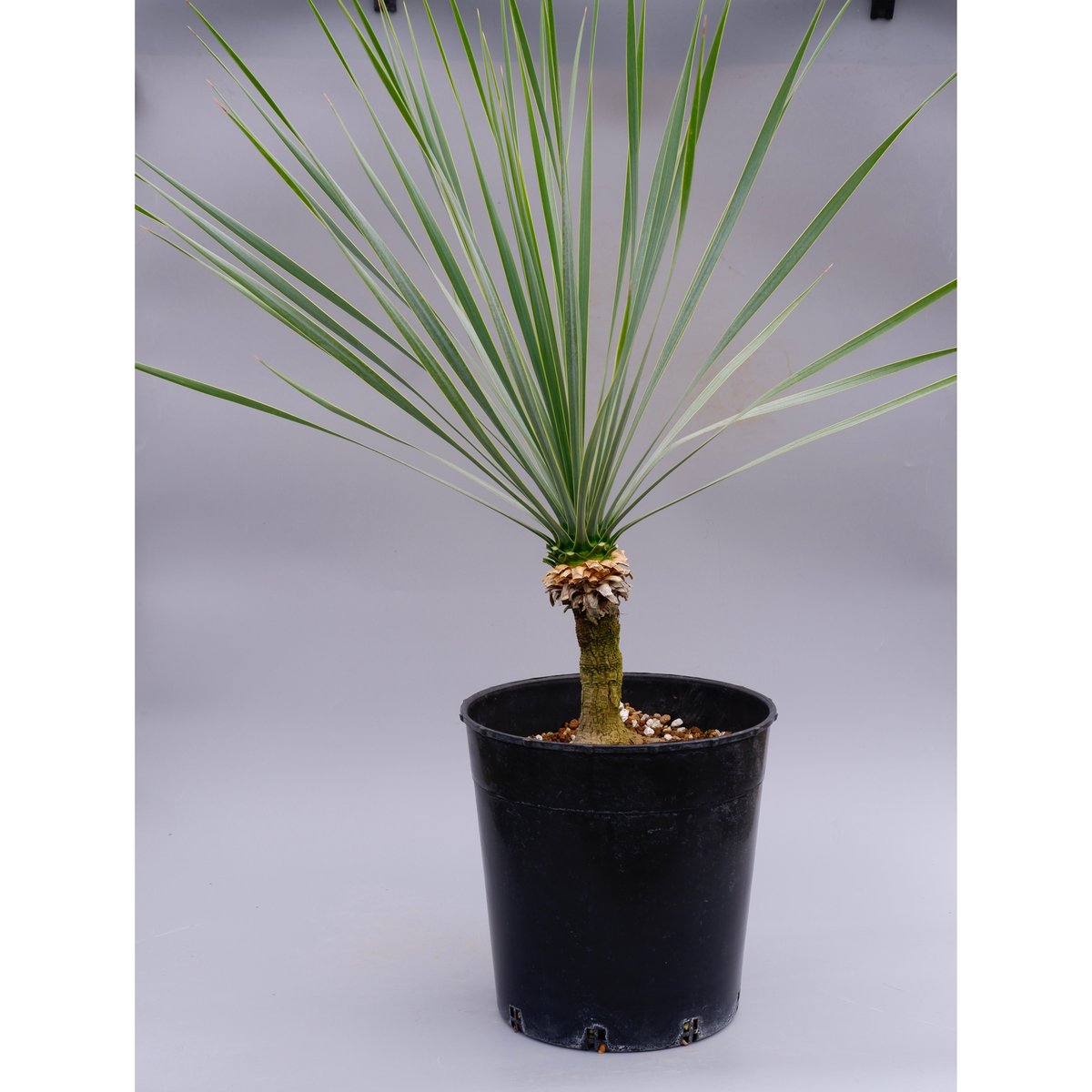 【実生】ユッカロストラータ　(B) ユッカ ロストラータ 実生株 Yucca Rostrata 005 | Sunny Branch