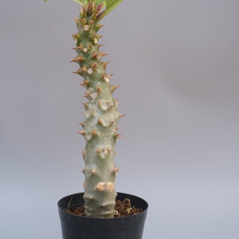 パキポディウム バロニー実生株042 Pachypodium baronii | Sunny