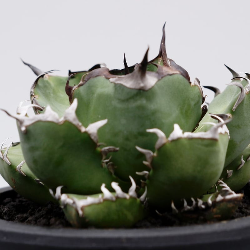 アガベ チタノタ 黒鯨 014 Agave titanota black whale | S