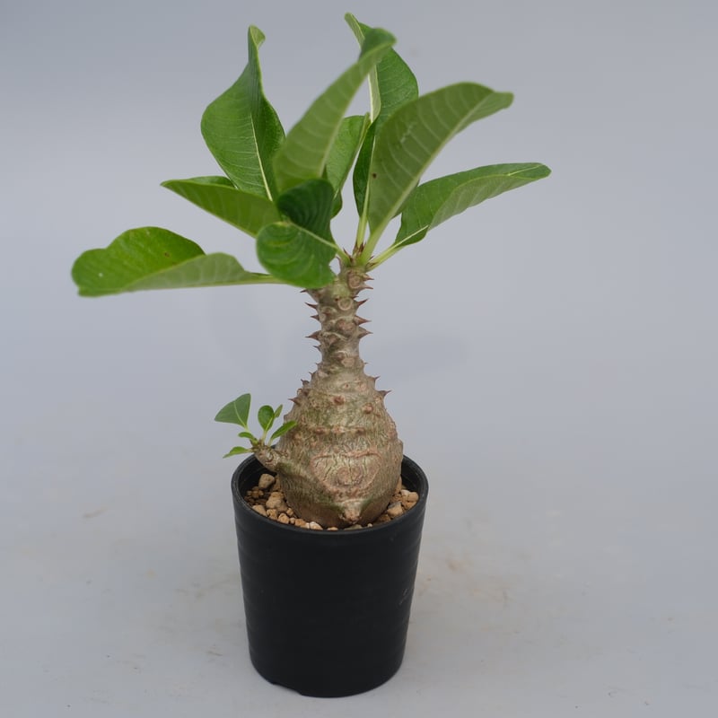 パキポディウム ウィンゾリー 実生株 070 Pachypodium windsorii |