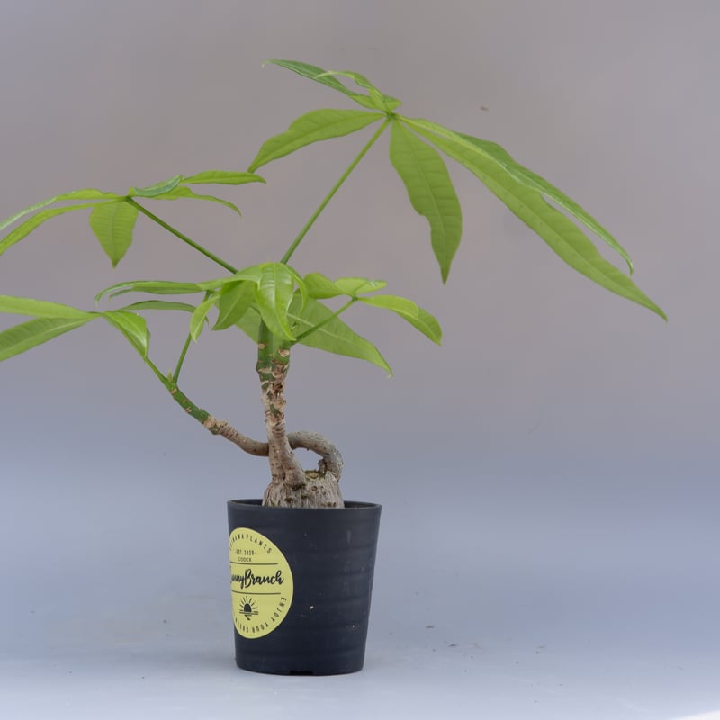 パキラ♪ 182687953_o1.jpg?