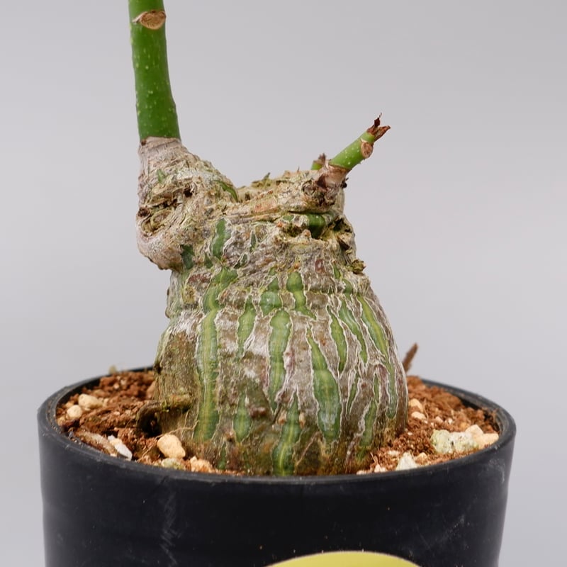 プセウド ボンバックス 013 Pseudobombax ellipticum | Sunny