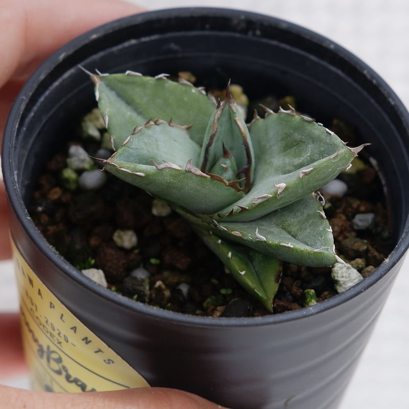 アガベ オテロイ 実生株 Agave oteroi seeding 017 | Sunny