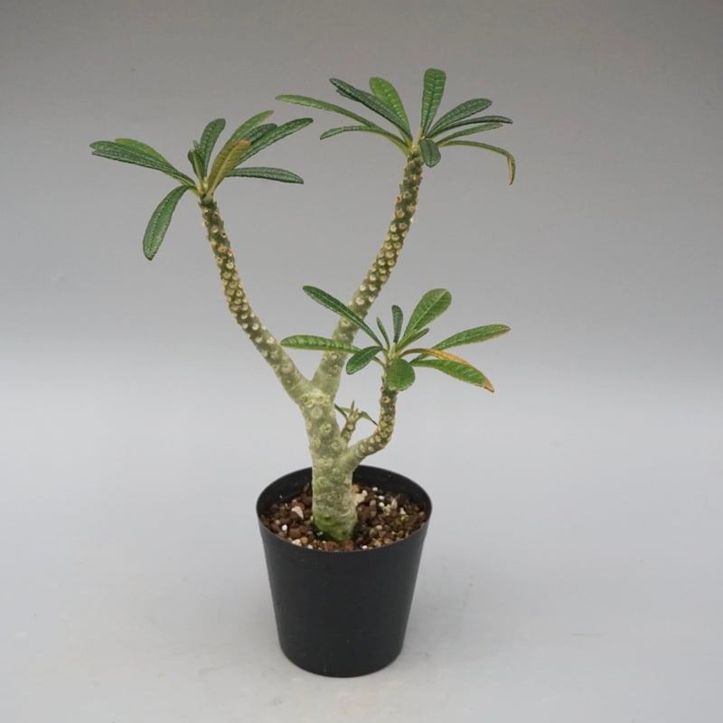 ドルステニア ギガス031 Dorstenia gigas | Sunny Branch