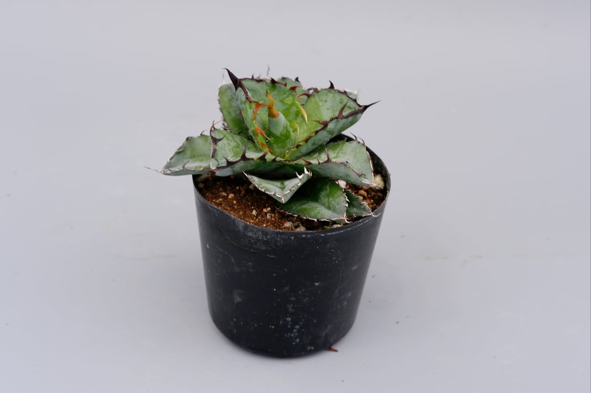 アガベ チタノタ ブラックアンドブルー Agave titanota BB 060 | Sun