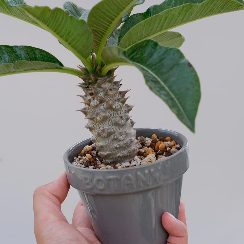 パキポディウム バロニー実生株002 Pachypodium baronii | Sunny