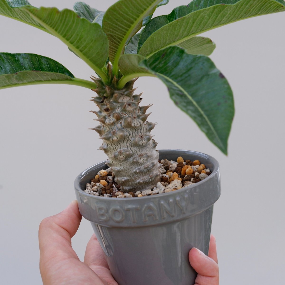 パキポディウム　バロニー　国内実生 パキポディウム バロニー 実生① | hanayoshi-botanical