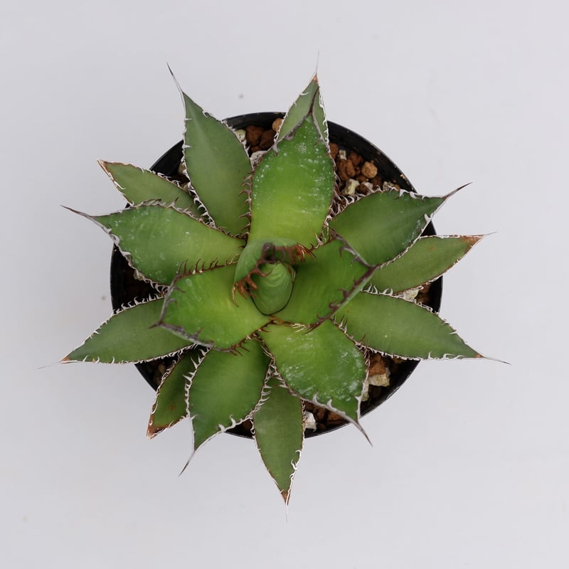 アガベ ホリダ 016 Agave horrida 強棘 | Sunny Branch アガベ ホリダ 016 Agave horrida 強棘 | Sunny Branch