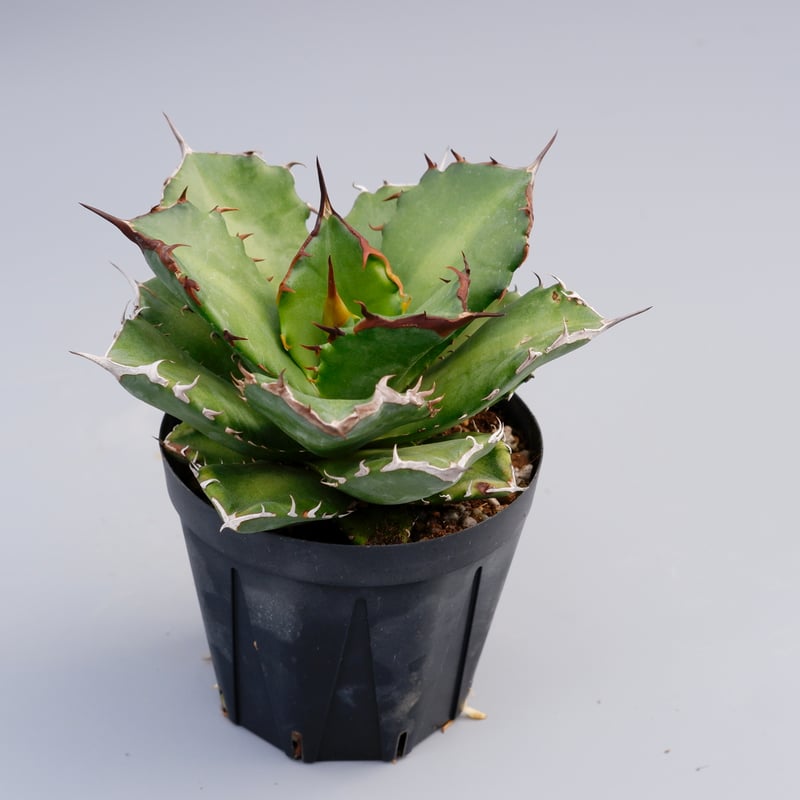 アガベ チタノタ ドワーフ【親株&子株2個】 アガベ チタノタ ドワーフ 002 Agave titanota 'Dwarf' | Sunn