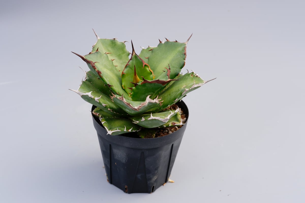 アガベ チタノタ ドワーフ 002 Agave titanota 'Dwarf' | Sunn
