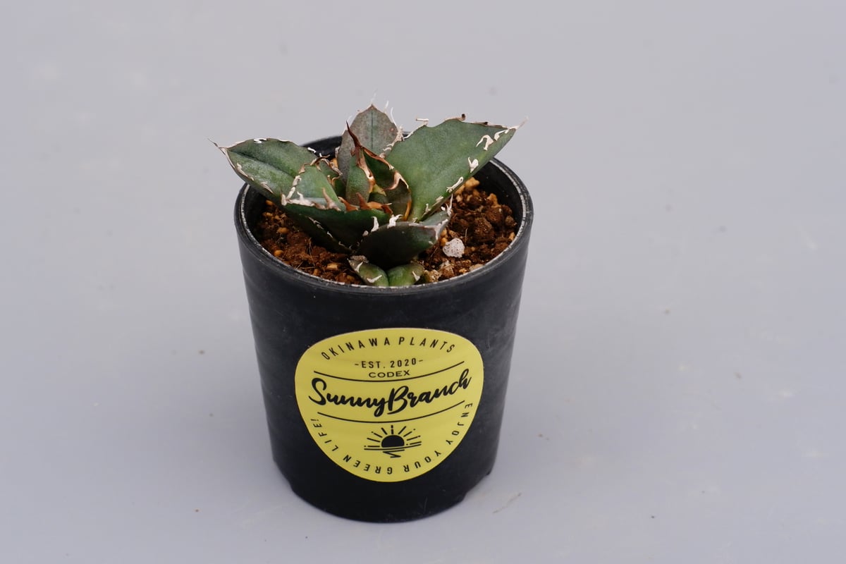 アガベ チタノタ 白鯨 Agave titanota white whale 118 | Su