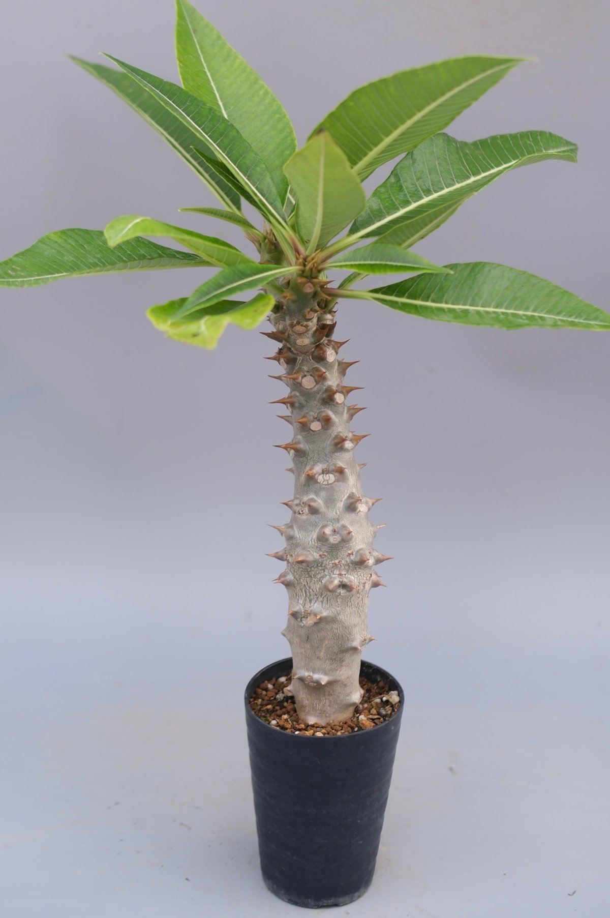 パキポディウム バロニー実生株040 Pachypodium baronii | Sunny