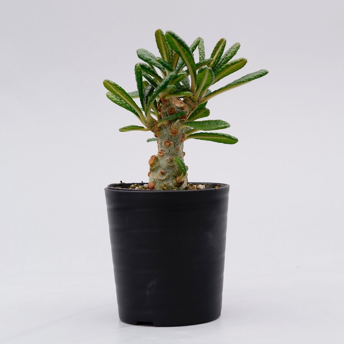 ドルステニア ギガス005 Dorstenia gigas | Sunny Branch ドルステニア ギガス005 Dorstenia gigas | Sunny Branch