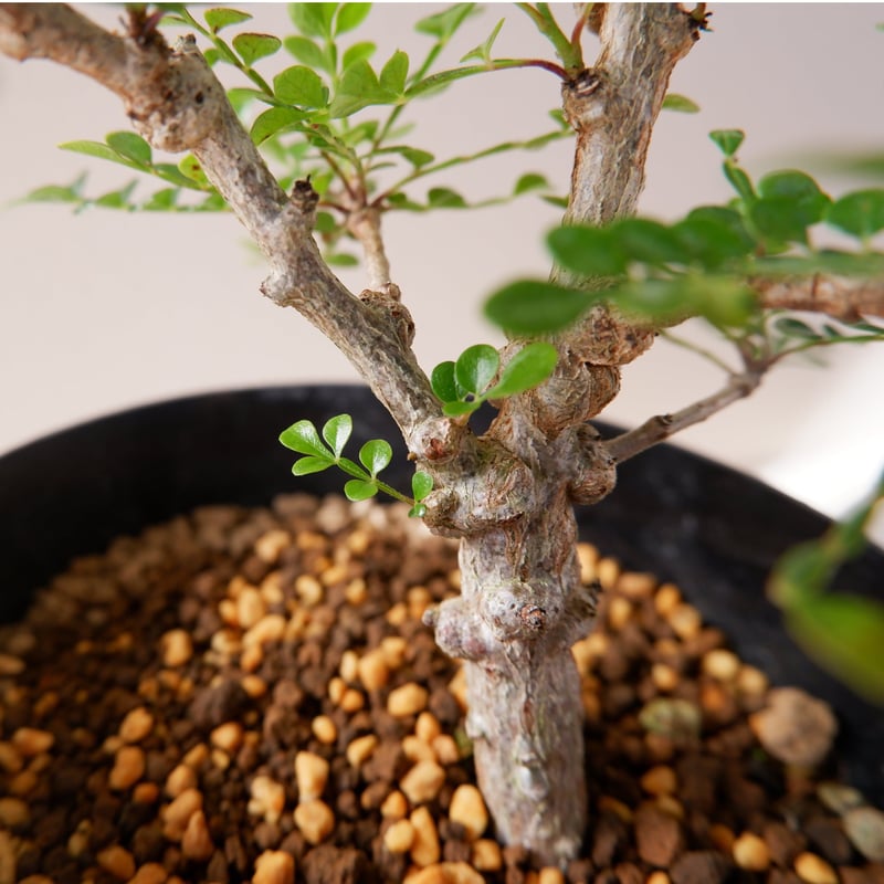 オペルクリカリア デカリー OP-004 | Sunny Branch