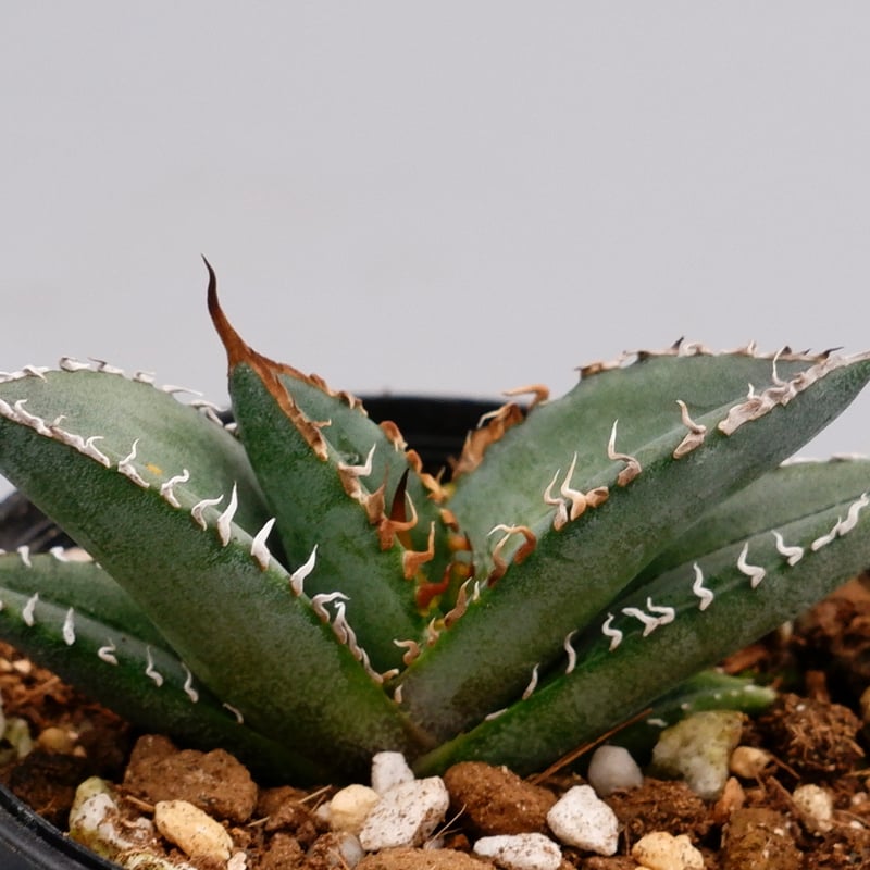オテロイ　実生 アガベ オテロイ 実生株 Agave oteroi seeding 101 | Sunny