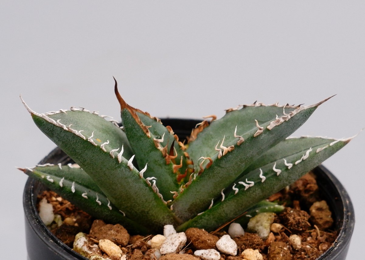 オテロイ　実生 アガベ・チタノタ／オテロイ実生、成長記録②(Agave Titanota