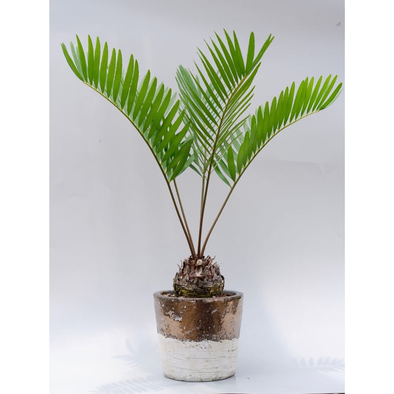ザミア フロリダーナ 003 Zamia floridana 蘇鉄 | Sunny Branch