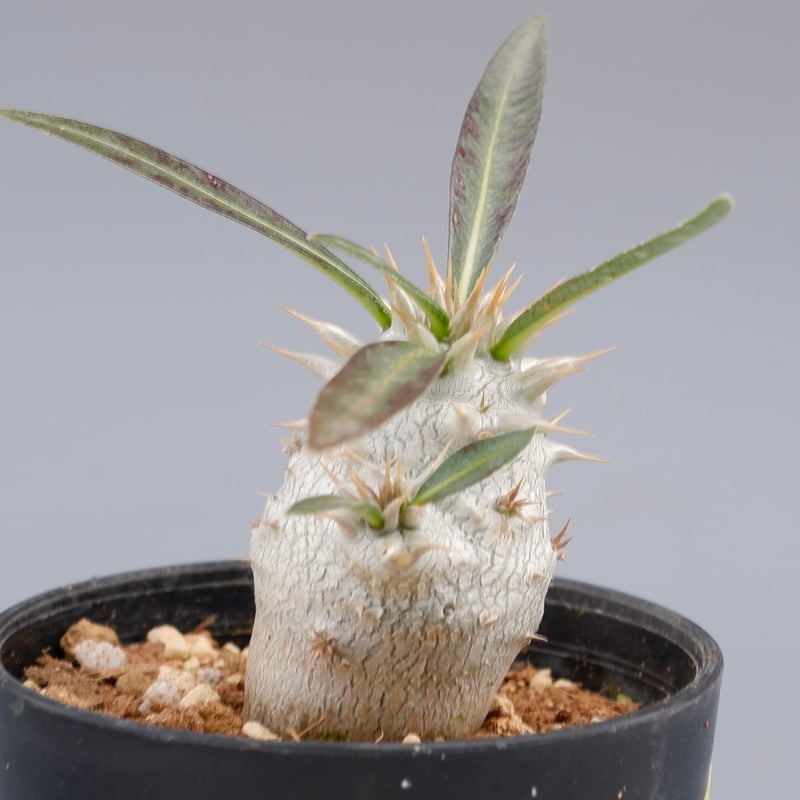 パキポディウム ホロンベンセ 実生株 002 Pachypodium horombense |