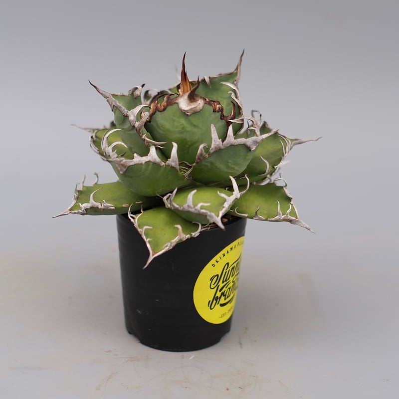 アガベ チタノタ シーザー Agave titanota caesar 171 | Sunny
