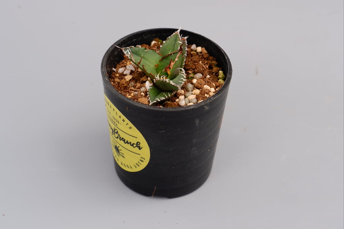 アガベ チタノタ シーザー Agave titanota caesar 055 | Sunny