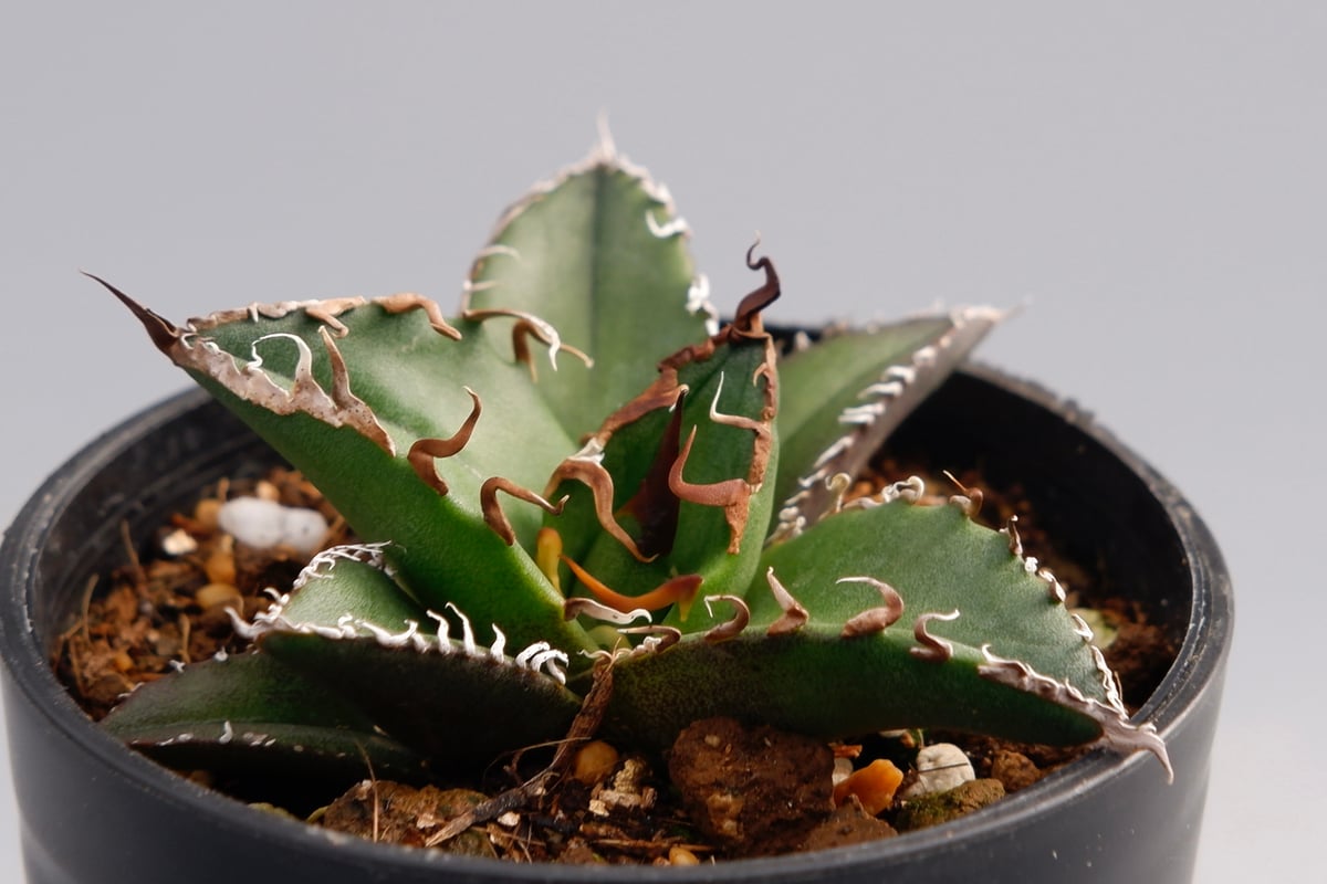 アガベ　チタノタ　シーザー アガベ・チタノタ シーザー（凱撒）中-019｜agave titanota caesar |