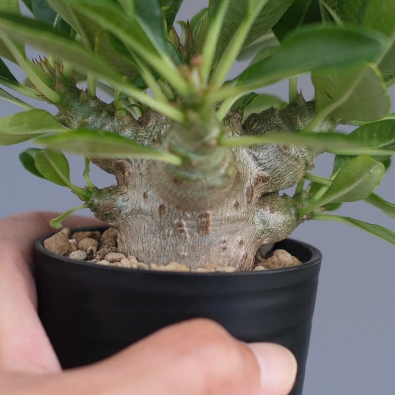 パキポディウム ウィンゾリー 実生株 096 Pachypodium windsorii |