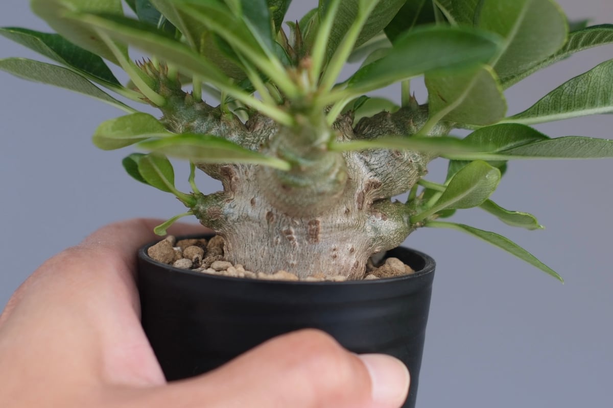 パキポディウム ウィンゾリー 実生株 096 Pachypodium windsorii |