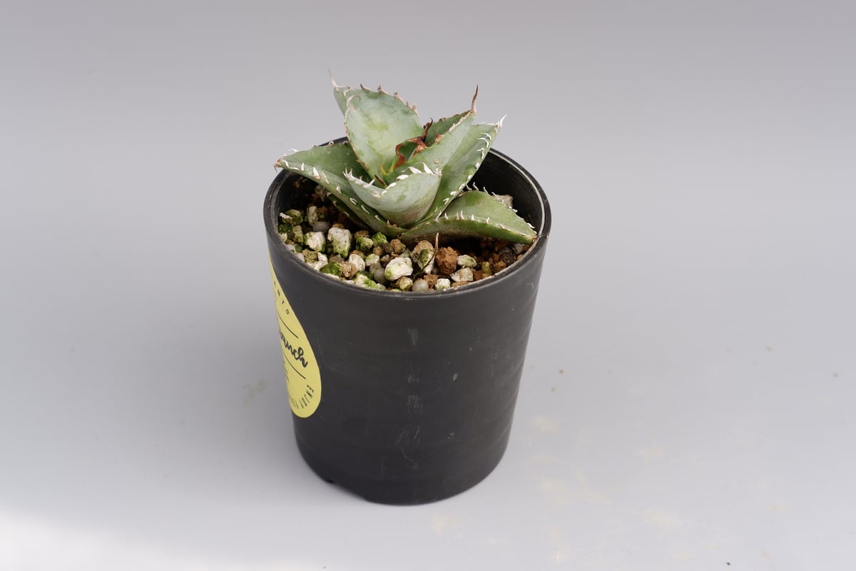 アガベ オテロイ 実生株 Agave oteroi seeding 025 | Sunny