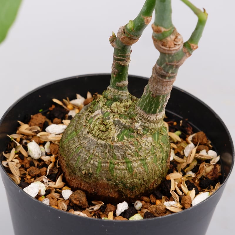 まんまる型 プセウド ボンバックス 023 Pseudobombax ellipticum