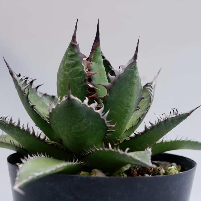 アガベ ホリダ 021 Agave horrida 強棘 | Sunny Branch