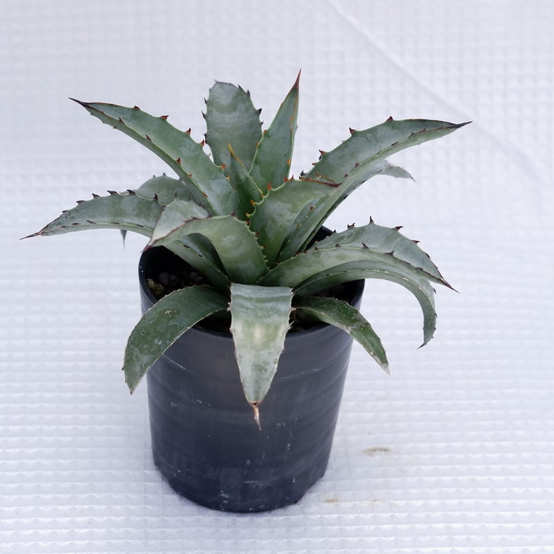 アガベ ブルーエンペラー Agave BlueEmperor 002 | Sunny Branch