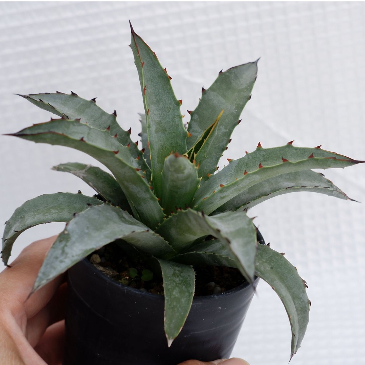 アガベ x ブルー エンペラー｜Agave x 'Blue Emperor' | DESERT INC.