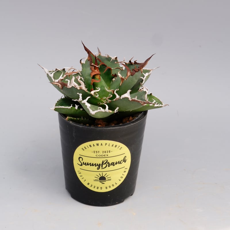 アガベ チタノタ シーザー Agave titanota caesar 144 | Sunny