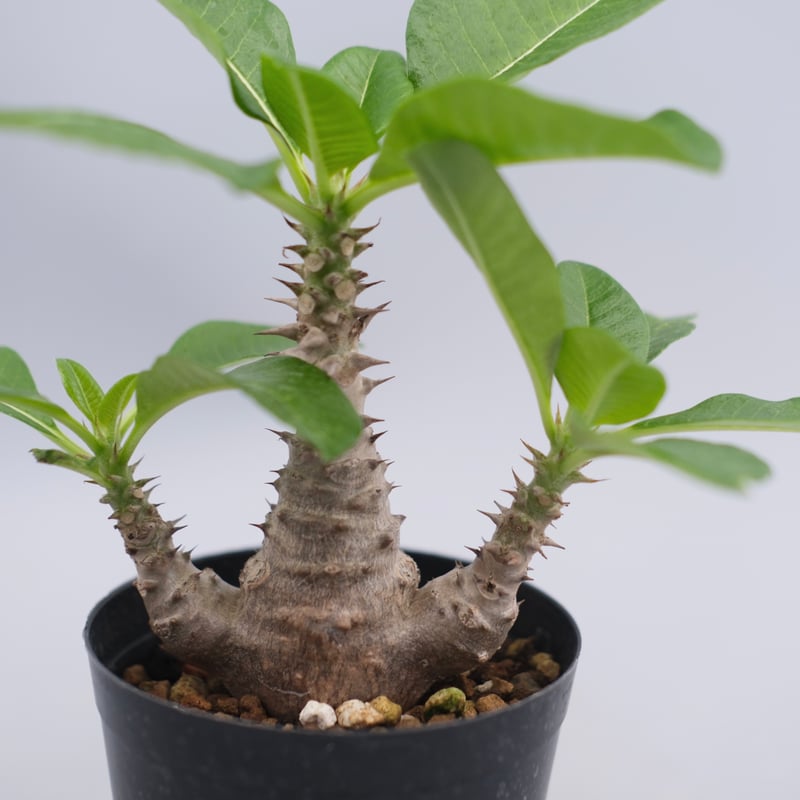パキポディウム ウィンゾリー 実生株 063 Pachypodium windsorii