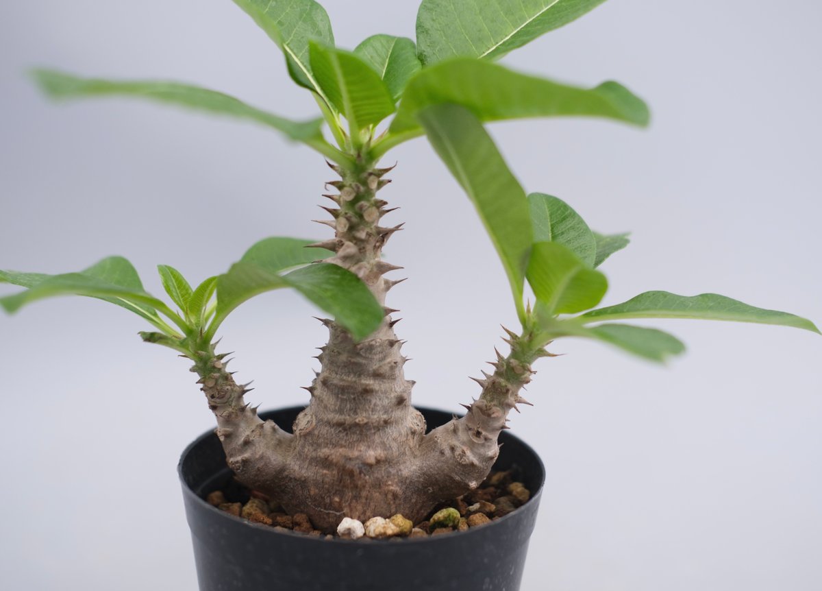 d*a様 パキポディウム　ウィンゾリー　実生 パキポディウム ウィンゾリー 実生 | hanayoshi-botanical