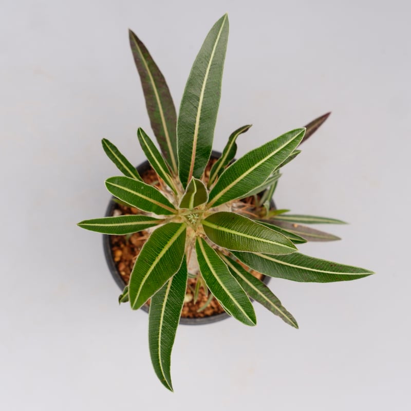 パキポディウム カクチペス 実生株 009 Pachypodium cactipes | Su
