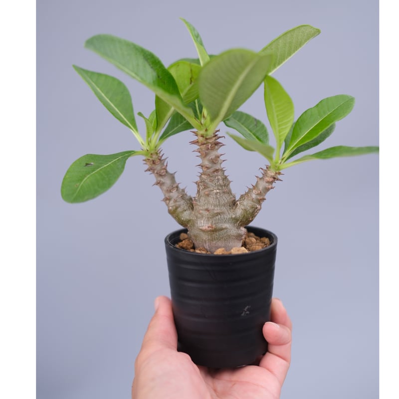 グ*ち様 Pachypodium Windsorii パキポディウム ウィンゾリ パキポディウム ウィンゾリー 実生株 060 Pachypodium windsorii |