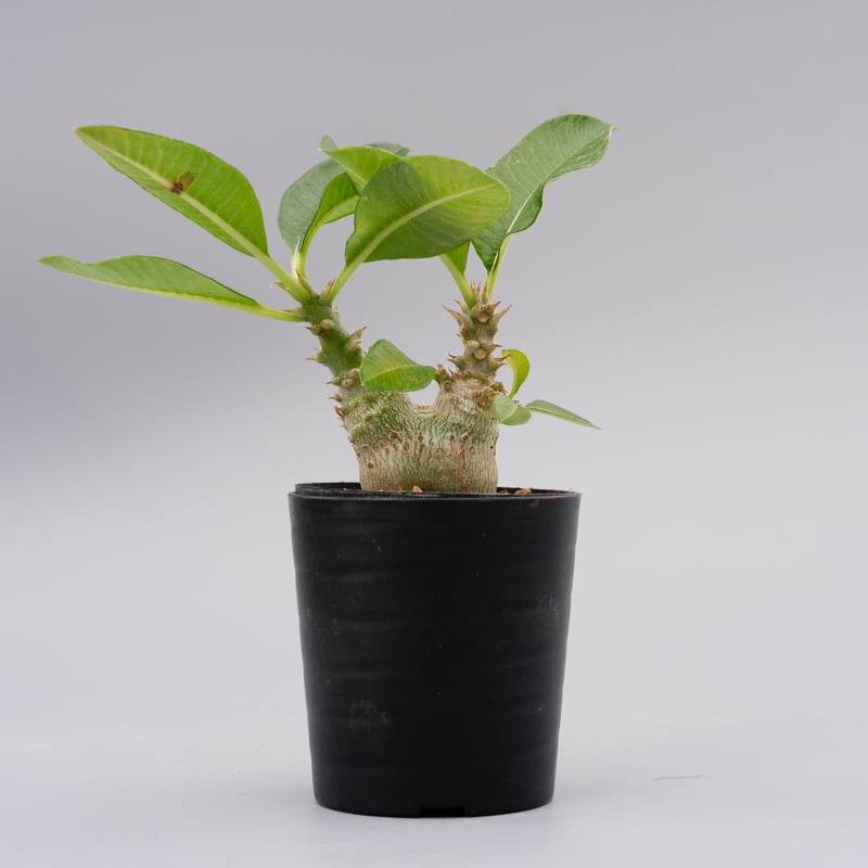 パキポディウム ウィンゾリー 実生株 017 Pachypodium windsorii |