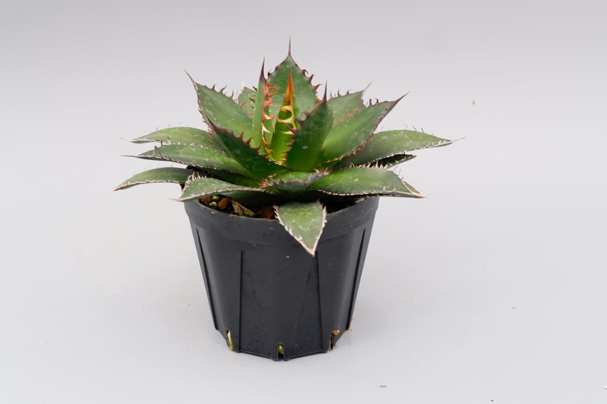 アガベ ホリダ 039 Agave horrida 強棘 | Sunny Branch