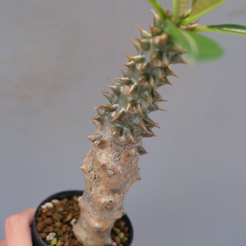 パキポディウム バロニー実生株028 Pachypodium baronii | Sunny