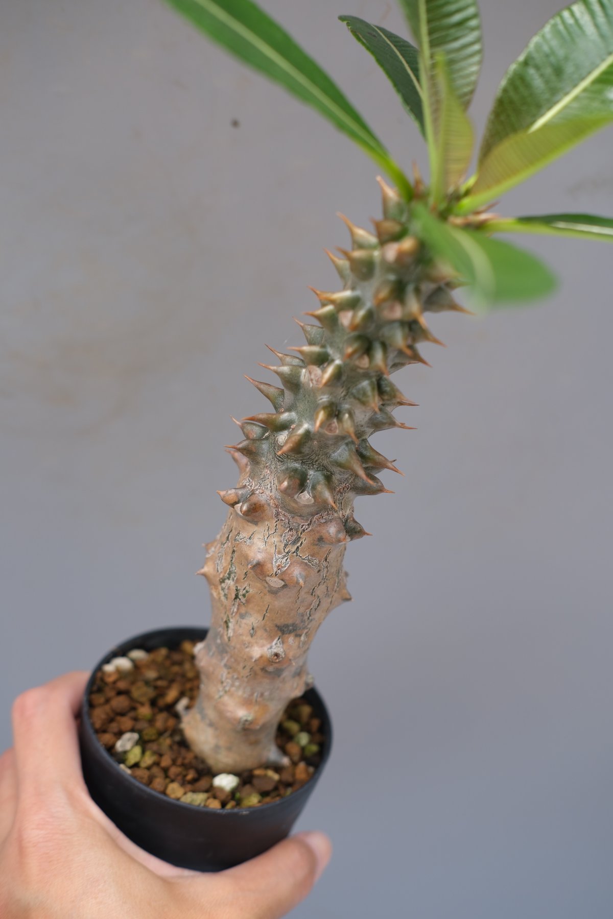パキポディウム バロニー実生株028 Pachypodium baronii | Sunny