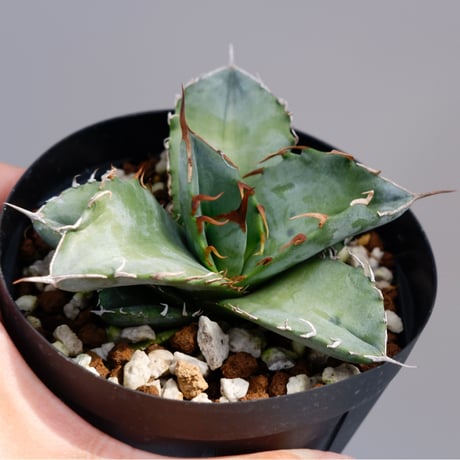 アガベ　チタノタ　ホワイトアイス　agave  約30cm Amazon｜ITANSE アガベ チタノタ ホワイトアイス 3号 1個売り