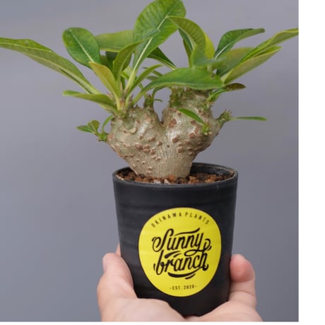 パキポディウムウィンゾリー | STORES