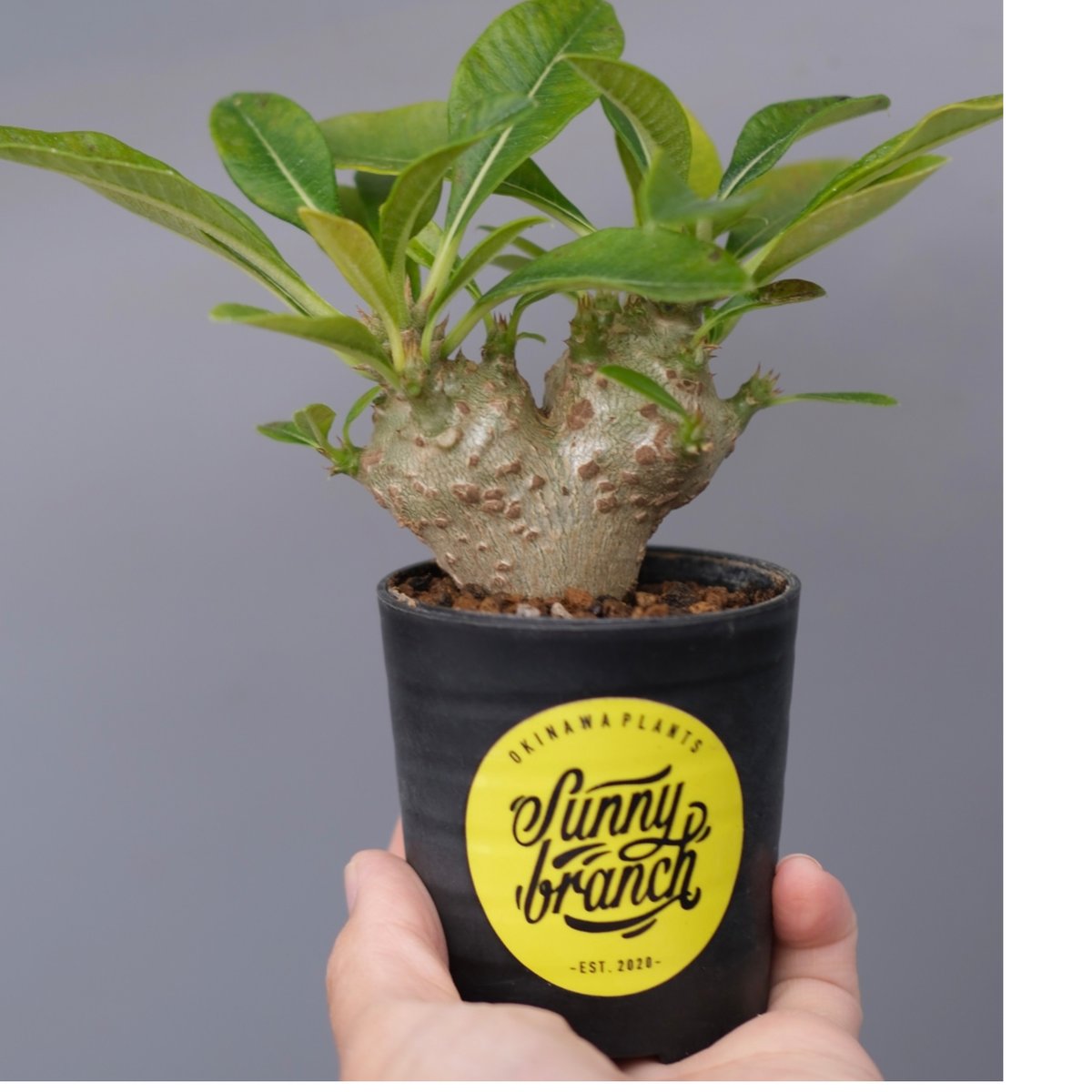 1パキポディウムウィンゾリー 国内実生株 国内実生 パキポディウムウィンゾリー 国内播種 4年目 国内実生